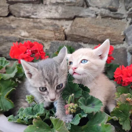 Thea Vouno Σπίτι διακοπών Agia Pelagia (Kythira)